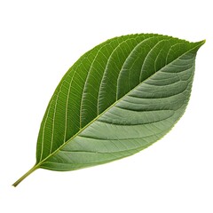 Green leaf with visible veins, isolated on a white background.