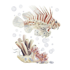 Obraz premium Lionfish. Big beautiful tropical exotic fish with red stripes. Marine world. Seabed with sand and pebbles. Underwater plants and sponge. Bubbles in the background. Watercolor illustration. 