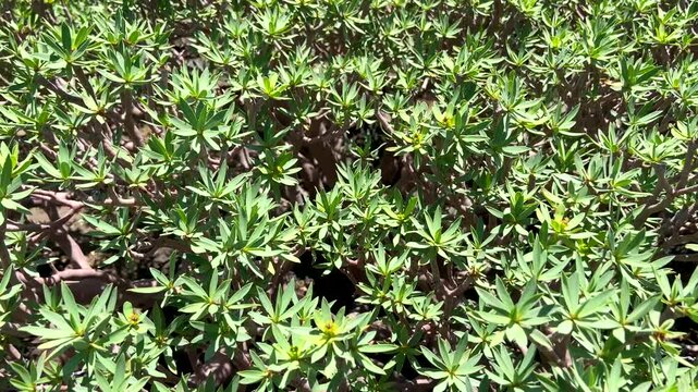 Euphorbia balsamifera or Tabaiba dulce succulent plan.Lanzarote symbol, endemic plant to Canary Islands,4K

