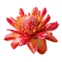 Obraz premium Vibrant Red Ginger Flower Close-up