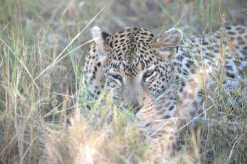 Leopard in wild savanna , Animal of africa