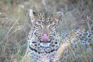 Leopard in wild savanna , Animal of africa