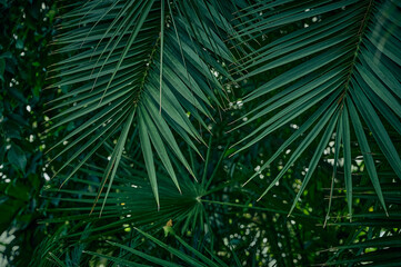 Green background of palm leaves.