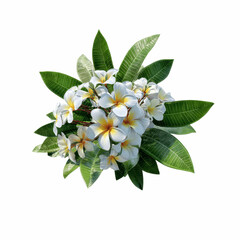 Obraz premium Lush Frangipani Blossom Cluster on Grey Background