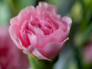 Pink flower with a green stem