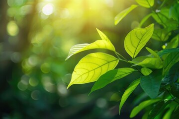 Obraz premium green leaves glare of the sun