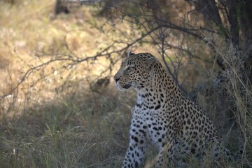 Leopard in wild savanna , Animal of africa