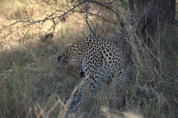 Leopard in wild savanna , Animal of africa