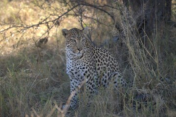 Leopard in wild savanna , Animal of africa