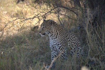 Leopard in wild savanna , Animal of africa