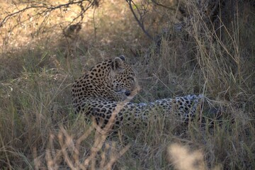 Leopard in wild savanna , Animal of africa