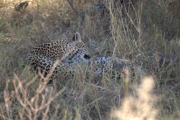 Leopard in wild savanna , Animal of africa