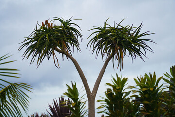 Fototapeta premium Evening Palm Tree in Birkenhead, Auckland
