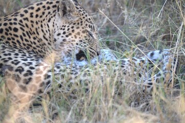 Leopard in wild savanna , Animal of africa