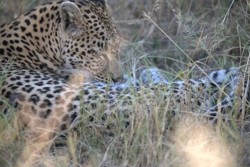 Leopard in wild savanna , Animal of africa