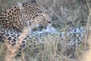 Leopard in wild savanna , Animal of africa