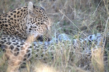 Leopard in wild savanna , Animal of africa