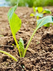Green cabbage seedlings in the garden in spring