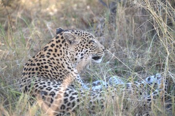 Leopard in wild savanna , Animal of africa
