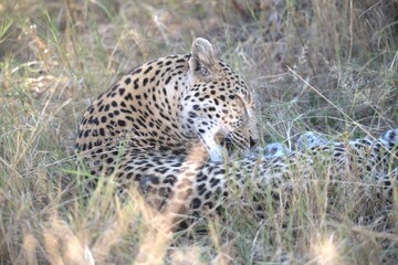 Leopard in wild savanna , Animal of africa