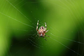 緑の背景に円網を張るコガネグモ科（ヤマシロオニグモ）の蜘蛛（自然環境下ストロボマクロ撮影）