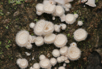 フワフワの毛と美しいヒダ模様との自然造形美を魅せるスエヒロタケ幼菌群（ストロボマクロ撮影）