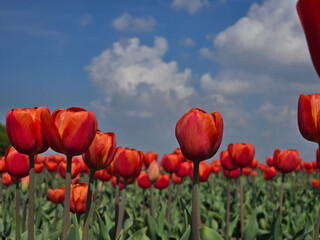 Naklejka premium Vibrant tulip field in Flevoland, Netherlands during springtime under a blue sky