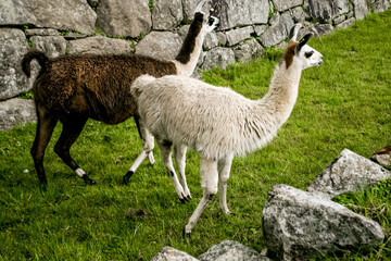 Fototapeta premium Fauna of Soth America. Lamas alpacas in Peru area