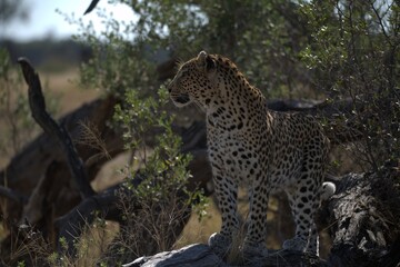 Leopard in wild savanna , Animal of africa