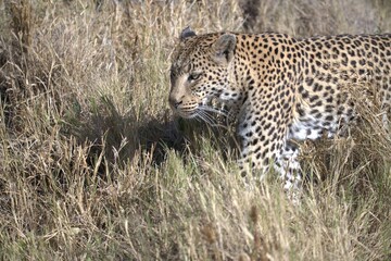 Leopard in wild savanna , Animal of africa