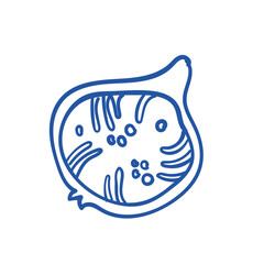 Hand-drawn half fig illustration in blue color. Part of big Mediterranean collection. Perfect for wedding, product, party, event design