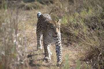 Leopard in wild savanna , Animal of africa