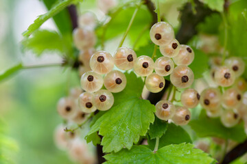 Close-up of ripe white currants branches with green leaves in organic garden. Berries of white red currant (Ribes rubrum)