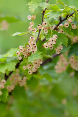 Close-up of ripe white currants branches with green leaves in organic garden. Berries of white red currant (Ribes rubrum)