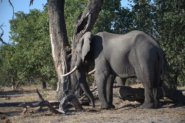 Elephant in wild savanna , Animal of africa