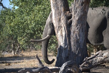 Elephant in wild savanna , Animal of africa