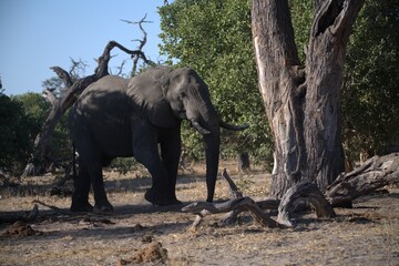 Elephant in wild savanna , Animal of africa