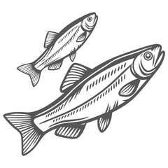 Rainbow Smelt Fish Illustration, Osmerus Mordax