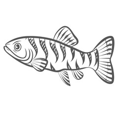 Zebra Loach Fish Illustration, Botia Striata