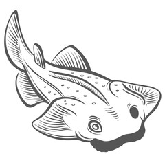 Pacific Angelshark Illustration, Squatina californica