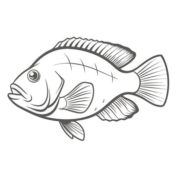 Tripletail Fish Line Art Illustration Vector