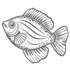 Line Art: Celebes Rainbowfish Illustration