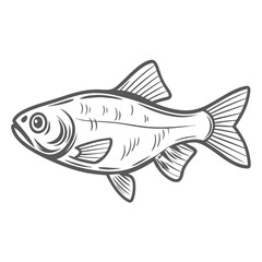 Filament Barb Fish Line Art Illustration