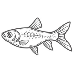 Emerald Dwarf Rasbora Line Art Illustration