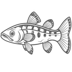 Horseface Loach Vector Illustration, Acantopsis Choirorhynchos