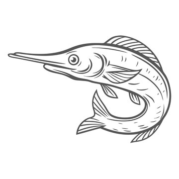 Halfbeak Fish Line Art Illustration