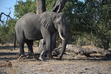Elephant in wild savanna , Animal of africa