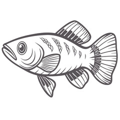 Norman's Lampeye Killifish Line Art Illustration