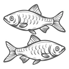 Odessa Barb Fish Illustration, Two Specimens