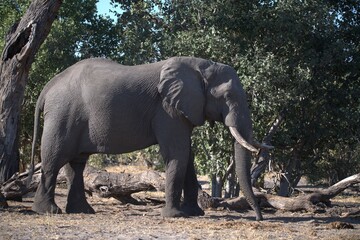 Elephant in wild savanna , Animal of africa